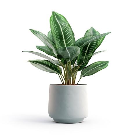 Home 1 house plant