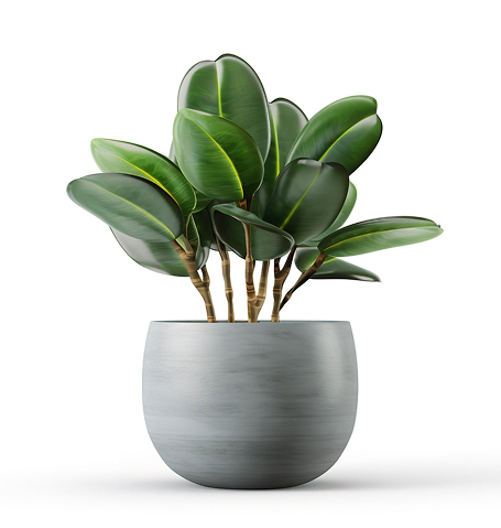 Home 1 outdoor plant