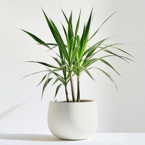 Home 1 product 05